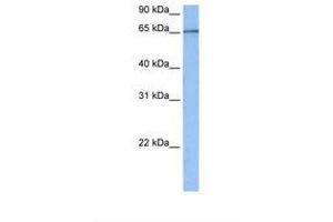 Image no. 1 for anti-TAF15 RNA Polymerase II, TATA Box Binding Protein (TBP)-Associated Factor, 68kDa (TAF15) (AA 122-171) antibody (ABIN6737927)