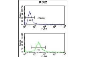 SLC3A1 Antibody (Center) (ABIN652750 and ABIN2842494) flow cytometry analysis of K562 cells (bottom histogram) compared to a negative control cell (top histogram). (SLC3A1 Antikörper  (AA 156-184))