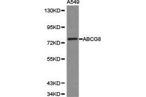Western Blotting (WB) image for anti-ATP-Binding Cassette, Sub-Family G (WHITE), Member 8 (ABCG8) antibody (ABIN1870737) (ABCG8 Antikörper)