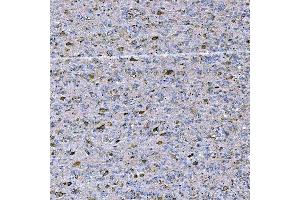 IHC analysis of STAP2 using anti-STAP2 antibody (ABIN7602686). (STAP2 Antikörper  (AA 95-392))