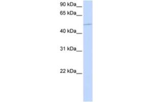 Western Blotting (WB) image for anti-Kinesin Family Member 12 (KIF12) antibody (ABIN2463898) (KIF12 Antikörper)