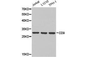 Western Blotting (WB) image for anti-CD9 (CD9) antibody (ABIN1871662) (CD9 Antikörper)