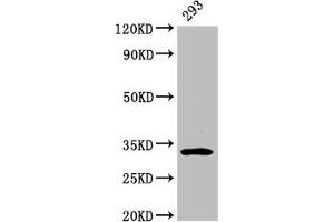Western Blot Positive WB detected in: 293 whole cell lysate All lanes: EAPP antibody at 3. (EAPP Antikörper  (AA 1-285))