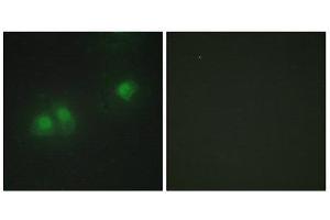 Immunofluorescence (IF) image for anti-ELAV2/4 (ELAV2/4) (Internal Region) antibody (ABIN1849272) (ELAV2/4 Antikörper  (Internal Region))