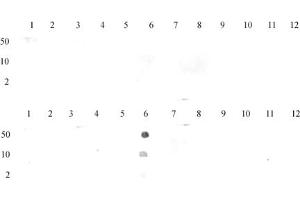 Histone H3 monomethyl Lys27 antibody (pAb) tested by dot blot analysis.