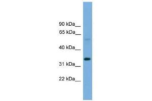 TM7SF4 antibody used at 0.
