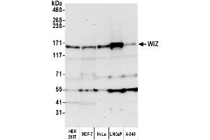 Western Blotting (WB) image for anti-Zinc Finger Protein 803 (ZNF803) (AA 1601-1651) antibody (ABIN7452669) (WIZ Antikörper  (AA 1601-1651))