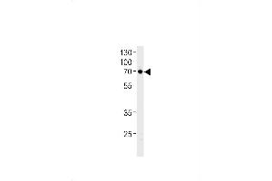 NTN1 Antibody (C-term) (ABIN1881590 and ABIN2843413) western blot analysis in U87-MG cell line lysates (35 μg/lane). (Netrin 1 Antikörper  (C-Term))