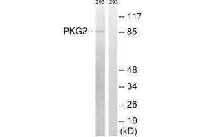 Western blot analysis of extracts from 293 cells, treated with anisomycin (25 μg/mL, 30 mins), using PKG2 (Ab-126) antibody. (PRKG2 Antikörper  (Ser126))