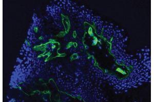 Frozen human skin tissue section was stained with Mouse Anti-Type IV Collagen-UNLB and DAPI. (Collagen IV Antikörper  (FITC))