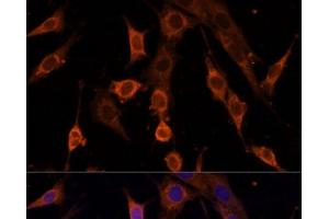 Immunofluorescence analysis of NIH/3T3 cells using PDCD4 Polyclonal Antibody at dilution of 1:100. (PDCD4 Antikörper)
