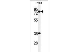 Western blot analysis of INT10 Antibody (C-term) (ABIN653879 and ABIN2843127) in Hela cell line lysates (35 μg/lane). (INTS10 Antikörper  (C-Term))