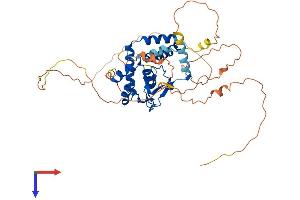 NFIC Protein (AA 1-439) (His tag)