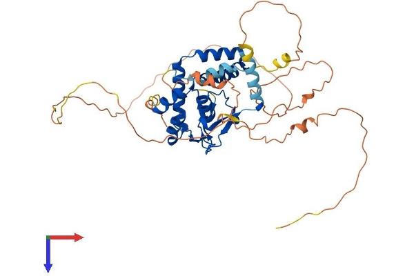 NFIC Protein (AA 1-439) (His tag)