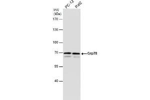 WB Image Various whole cell extracts (30 μg) were separated by 7.