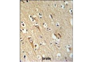 ALG10 Antibody (N-term) (ABIN653919 and ABIN2843153) IHC analysis in formalin fixed and paraffin embedded brain tissue followed by peroxidase conjugation of the secondary antibody and DAB staining. (ALG10 Antikörper  (N-Term))