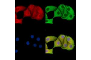 ABIN7095701 and ABIN7099763 staining Hela cells by IF/ICC. (SLC13A3 Antikörper)