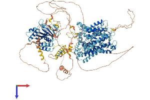 SLC4A2 Protein (AA 1-1241) (His tag)