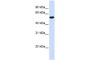 WB Suggested Anti-ZNF77 Antibody Titration:  0. (ZNF77 Antikörper  (N-Term))