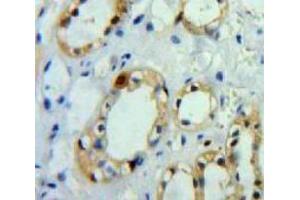 Used in DAB staining on fromalin fixed paraffin-embedded Kidney tissue (APP Antikörper  (AA 18-286))