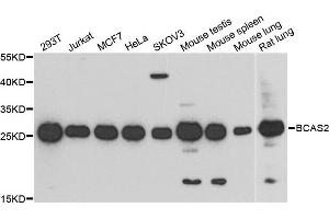 Western blot analysis of extracts of various cell lines, using BCAS2 antibody. (BCAS2 Antikörper)