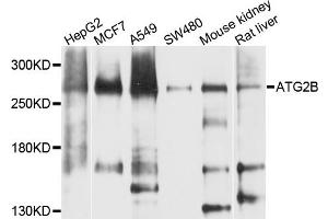 Western blot analysis of extracts of various cell lines, using ATG2B antibody. (ATG2B Antikörper)