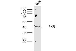 Mouse Liver lysates probed with PXR Polyclonal Antibody, Unconjugated  at 1:300 dilution and 4˚C overnight incubation. (NR1I2 Antikörper  (AA 51-150))