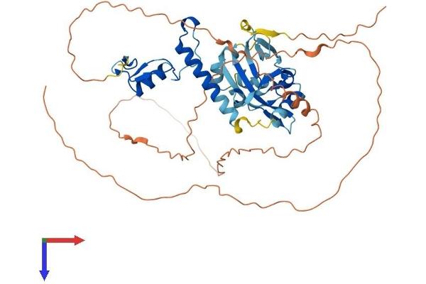 ZNHIT6 Protein (AA 1-470) (His tag)