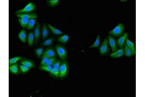 Immunofluorescent analysis of HepG2 cells using ABIN7167593 at dilution of 1:100 and Alexa Fluor 488-congugated AffiniPure Goat Anti-Rabbit IgG(H+L) (RGS18 Antikörper  (AA 28-84))