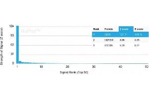 Analysis of Protein Array containing more than 19,000 full-length human proteins using CD31 Mouse Monoclonal Antibody (PECAM1/3540) Z- and S- Score: The Z-score represents the strength of a signal that a monoclonal antibody (MAb) (in combination with a fluorescently-tagged anti-IgG secondary antibody) produces when binding to a particular protein on the HuProtTM array. (CD31 Antikörper  (AA 625-738))