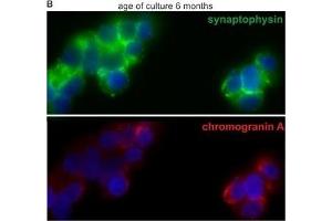 Immunofluorescence (Cultured Cells) (IF (cc)) image for anti-Synaptophysin (SYP) (C-Term) antibody (ABIN2854881)