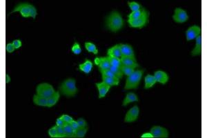 Immunofluorescence staining of MCF-7 cells with ABIN7164746 at 1:166, counter-stained with DAPI. (PA2G4 Antikörper  (AA 2-394))