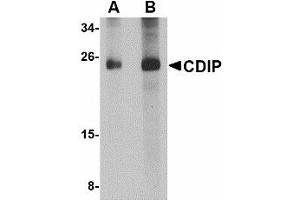 Image no. 1 for anti-LITAF-Like Protein (CDIP1) (Internal Region) antibody (ABIN478041) (CDIP1 Antikörper  (Internal Region))