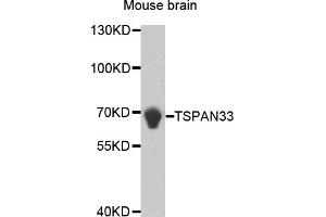 Western blot analysis of extracts of mouse brain, using TSPAN33 antibody (ABIN5973010). (TSPAN33 Antikörper)