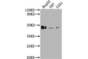 Western Blotting (WB) image for anti-HLA Class I Histocompatibility Antigen, alpha Chain G (HLAG) (AA 25-200) antibody (ABIN7155547)