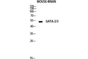 Western Blot (WB) analysis of Mouse Lung lysis using GATA-2/3 antibody. (GATA-2/3 Antikörper  (Ser422))