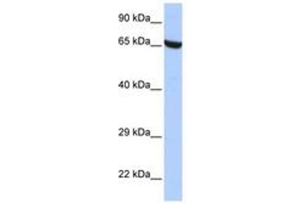 ZNF528 Antikörper  (AA 396-445)