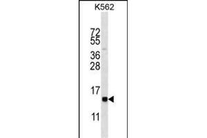 HIST1H2BL Antibody (N-term) (ABIN656638 and ABIN2845883) western blot analysis in K562 cell line lysates (35 μg/lane). (Histone 2b (HIST1H2BL) (AA 1-30), (N-Term) Antikörper)