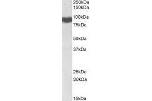 Western Blotting (WB) image for anti-P450 (Cytochrome) Oxidoreductase (POR) (AA 381-391) antibody (ABIN1496110) (POR Antikörper  (AA 381-391))