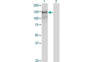 Western Blot analysis of PCDH10 expression in transfected 293T cell line by PCDH10 monoclonal antibody (M07), clone 2H6. (PCDH10 Antikörper  (AA 18-127))