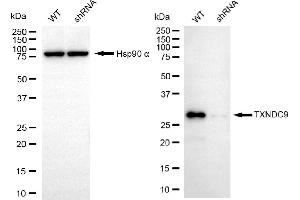 Western blotting analysis using TXNDC9 antibody (ABIN7800543).
