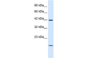 WB Suggested Anti-USF1 Antibody Titration:  1. (USF1 Antikörper  (N-Term))