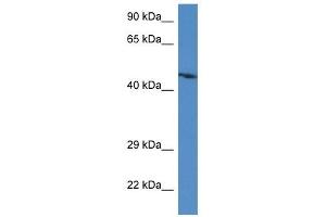 Western Blot showing Abra antibody used at a concentration of 1.