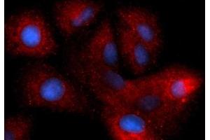Immunofluorescence (IF) image for anti-Heparin-Binding EGF-Like Growth Factor (HBEGF) (AA 63-148) antibody (PE) (ABIN5567178)