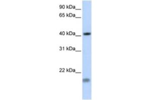 Western Blotting (WB) image for anti-Short Stature Homeobox 2 (SHOX2) antibody (ABIN2460684)