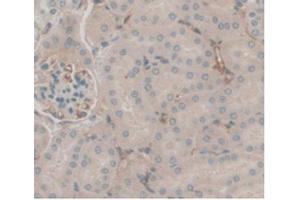IHC-P analysis of Mouse Kidney Tissue, with DAB staining. (C5A Antikörper  (AA 679-755))