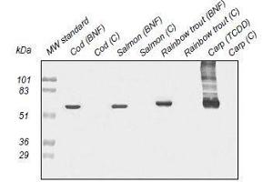 Western Blotting (WB) image for anti-Cytochrome P450 1A (CYP1A) antibody (ABIN108737) (CYP1A Antikörper)
