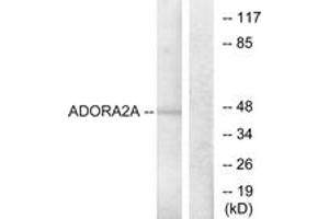 Western blot analysis of extracts from HepG2 cells, using ADORA2A Antibody.
