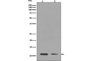 Western blot analysis of Histone H4 (mono methyl K16) expression in (1) NIH/3T3 cell lysate, (2) A549 cell lysate.