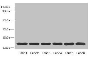 Western blot All lanes: SAR1A antibody at 4. (SAR1A Antikörper  (AA 1-198))